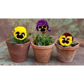 Fancy Pansy Plant pansy plant-8a-322627-14215.webp